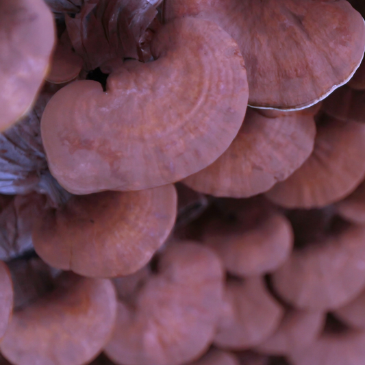 Reishi: The Mushroom of Immortality Meets Kanna’s Empathogenic Powe