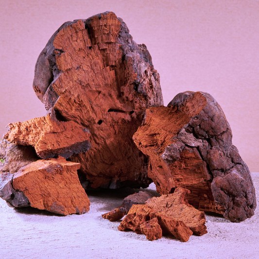 Chaga: The King of Medicinal Mushrooms and Its Synergy with Kanna