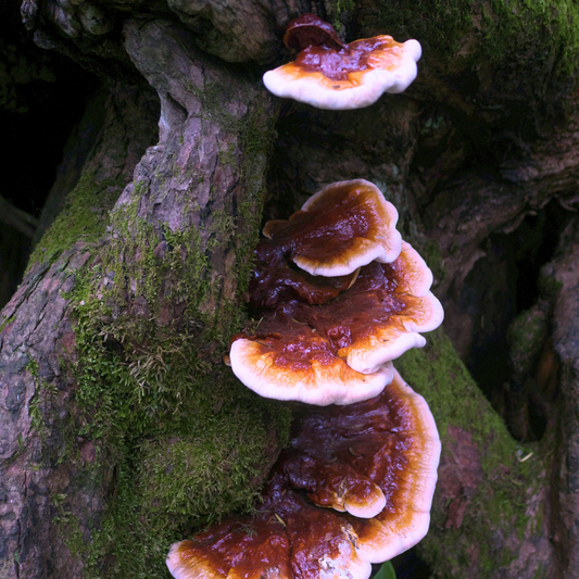 Harnessing the Power of Adaptogenic Mushrooms: Lion’s Mane, Reishi, and Chaga